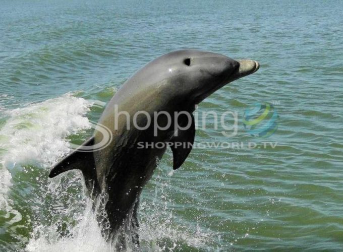 2-hour dolphin
