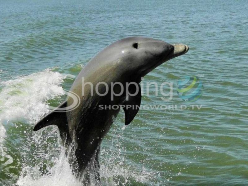 2-hour dolphin