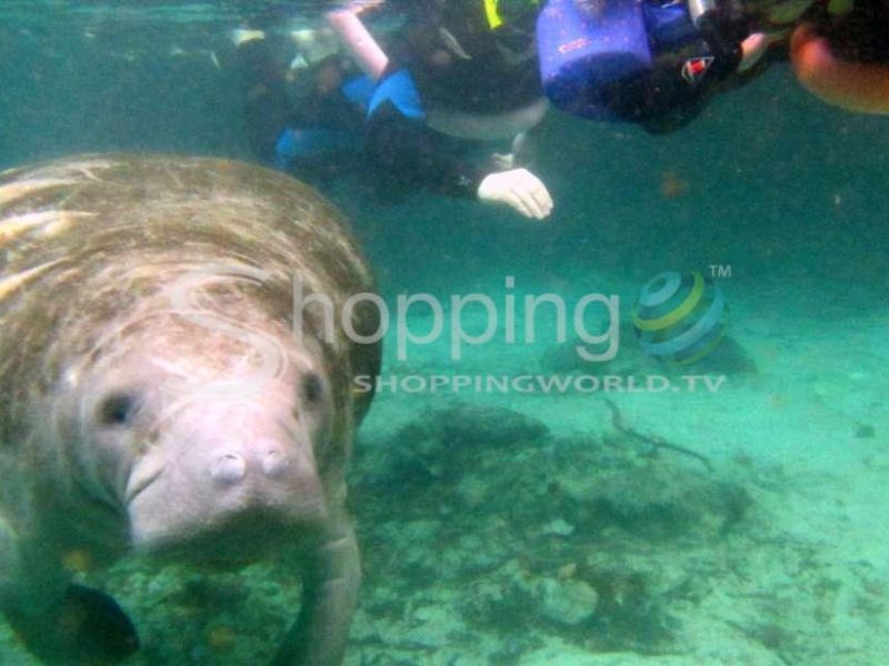 3 hour swim with manatees in Crystal River - Tour in  Crystal River