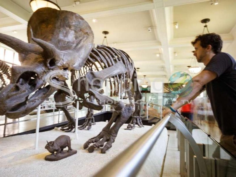 American museum of natural history ticket in New York City - Tour in  New York City
