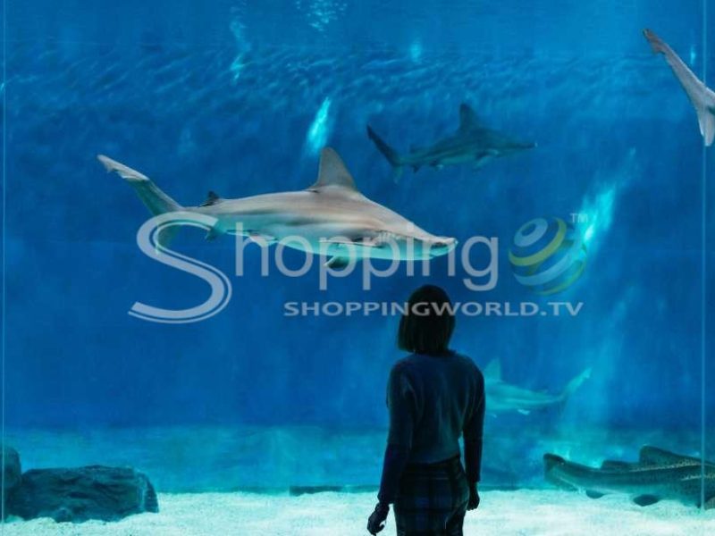 Aquarium Of Genoa With Lunch In Genoa - Tour in  Genoa