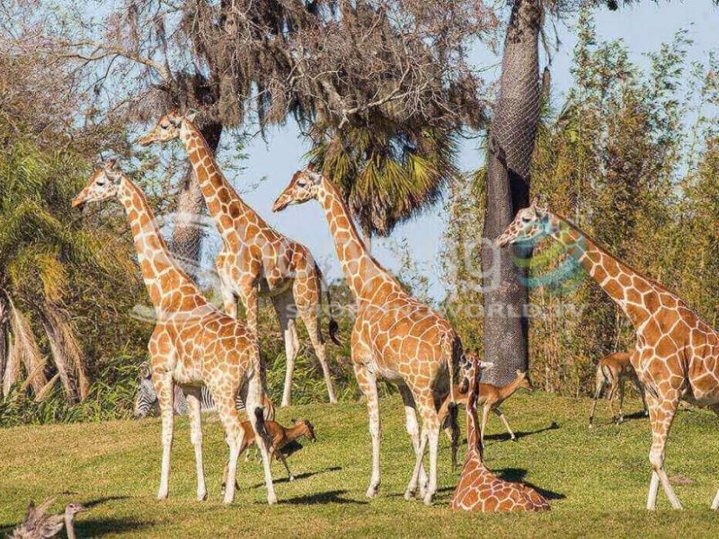 Busch gardens tampa bay ticket & multi park options in St. Petersburg - Tour in  St. Petersburg