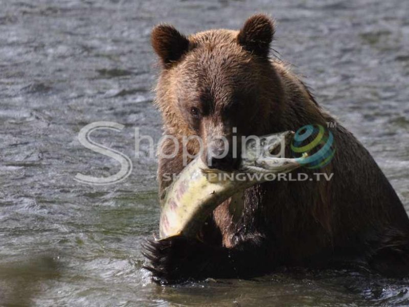 Bute inlet grizzly-watching tour & boat ride in Canada - Tour in Prince Edward Island