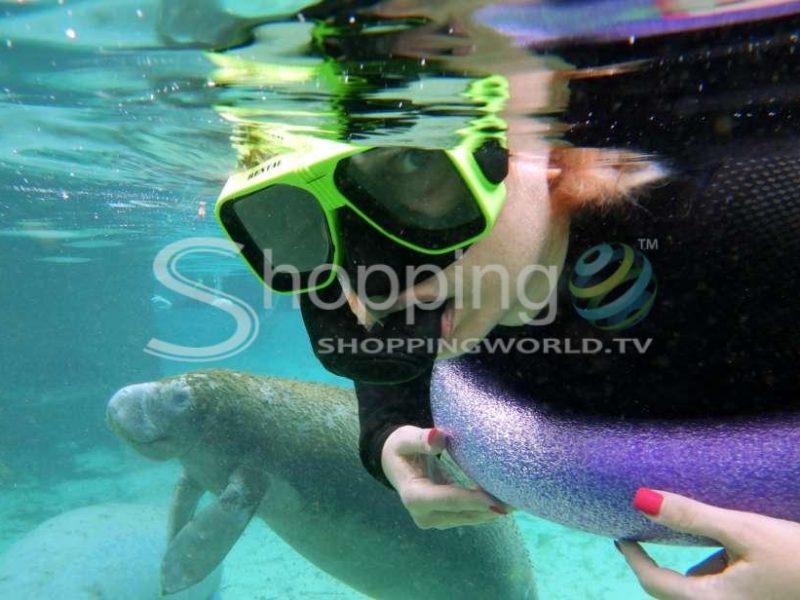 Crystal river small group swim with manatee tour in Crystal River - Tour in  Crystal River
