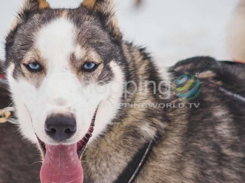 Dog sledding tour with hot tea in Yellowknife - Tour in  Yellowknife