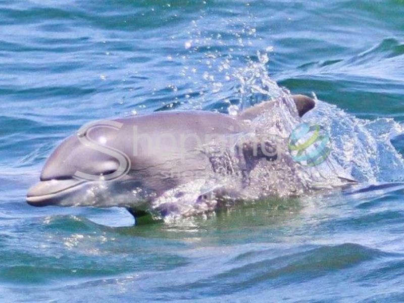 Dolphin watching ocean cruise adventure in USA - Tour in Atlantic City