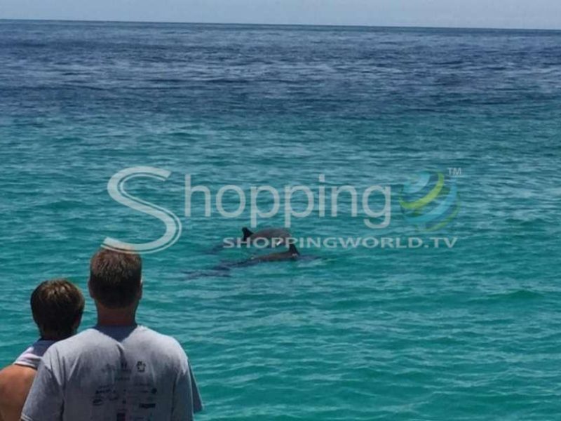 Dolphin watching trip by catamaran in USA - Tour in Panama City Beach