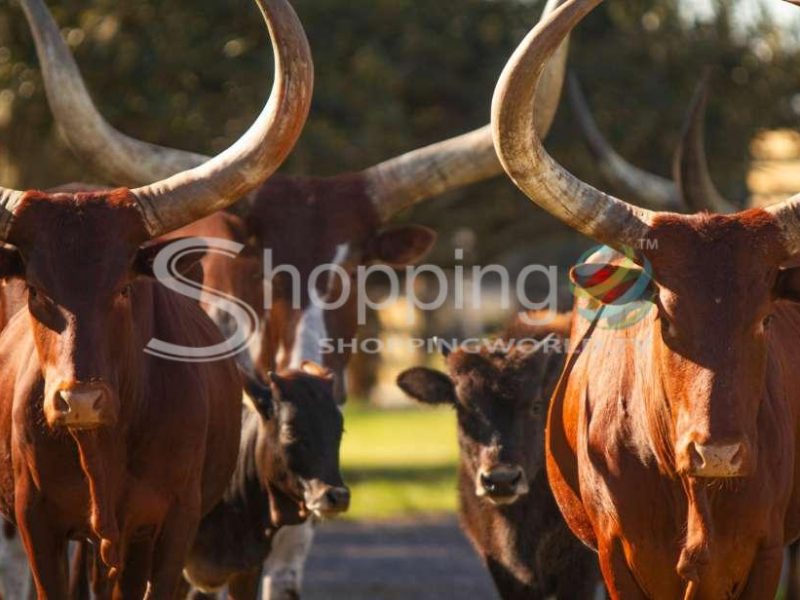 Drive thru safari park at wild florida in Orlando - Tour in  Orlando