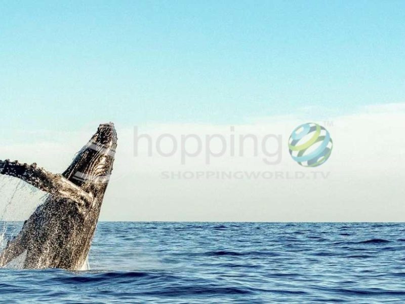 Eco-friendly afternoon whale watching trip in USA - Tour in Hawaii