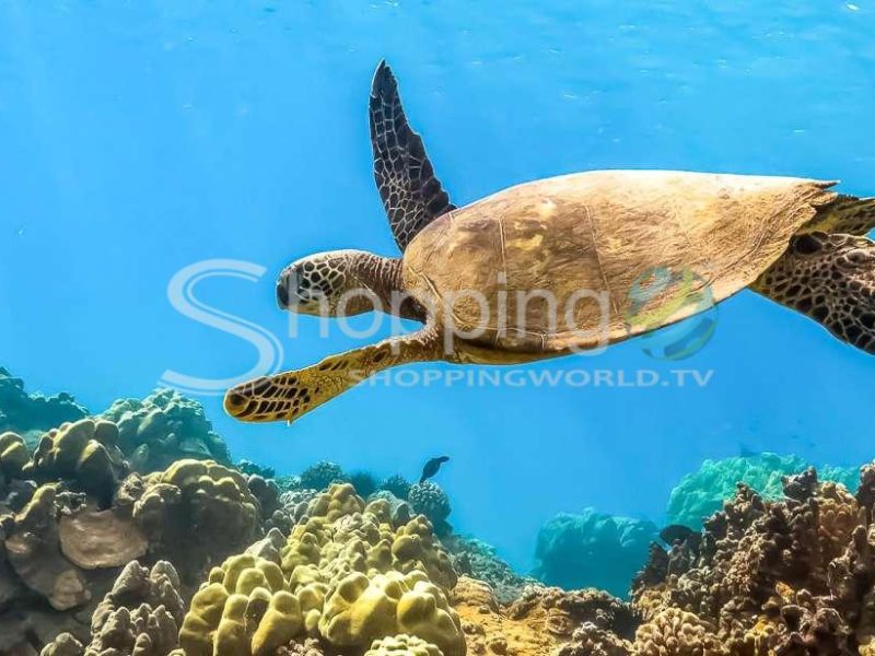 Eco-friendly molokini and turtle town tour with lunch in Hawaii - Tour in  Hawaii