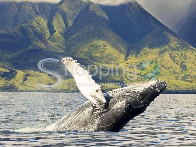 Eco-friendly west coast whale watching cruise in USA - Tour in Hawaii