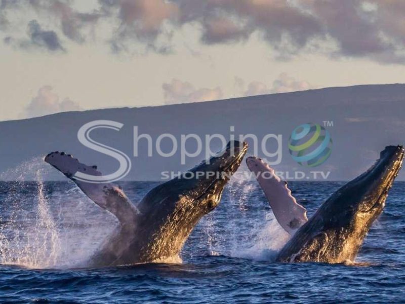 Eco-friendly whale watching sail from lahaina harbor in USA - Tour in Hawaii