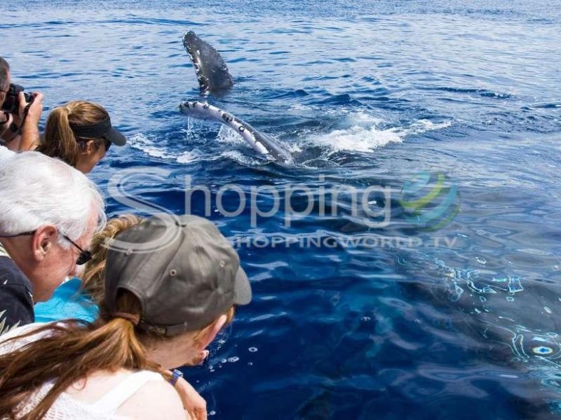 Eco-friendly whale watching tour from ma'alaea harbor in USA - Tour in Custer