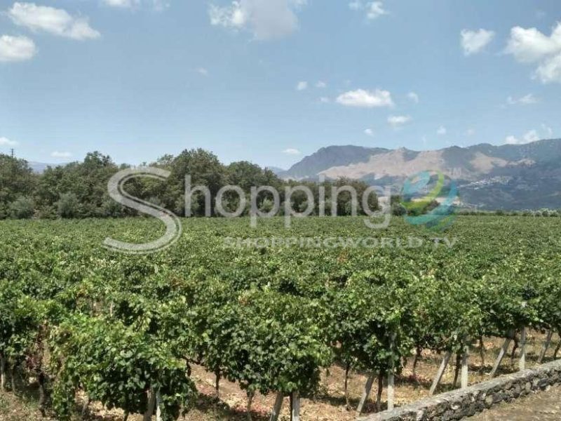 Etna Wine Tasting And Food Tour In Catania - Tour in  Catania