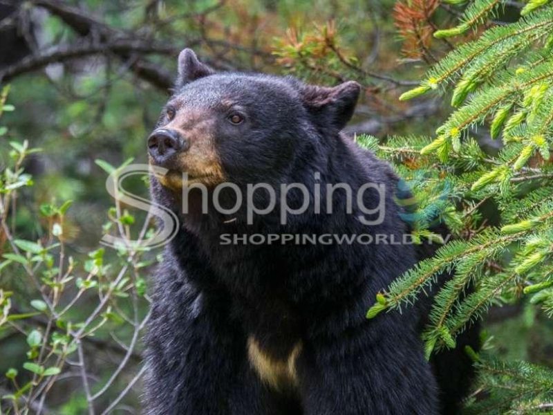 Evening or morning wildlife search in Jasper - Tour in  Jasper