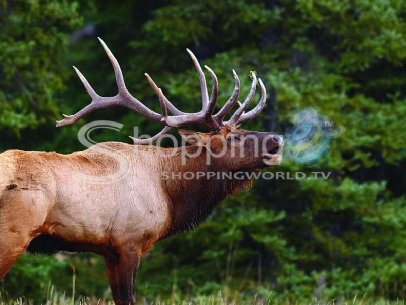 Evening wildlife safari guided tour in Banff - Tour in  Banff