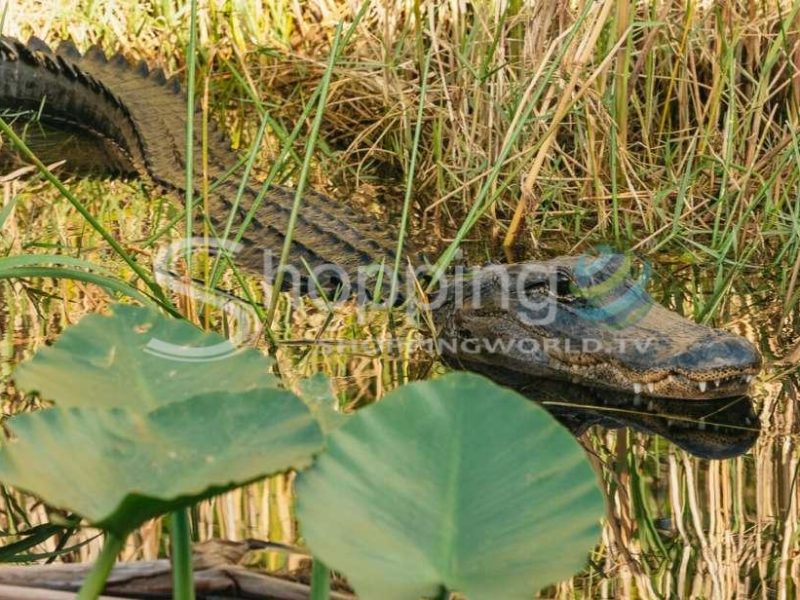 Everglades airboat ride