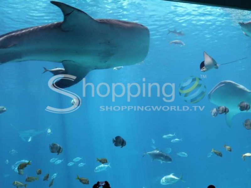Georgia aquarium skip-the-box-office in USA - Tour in Atlanta