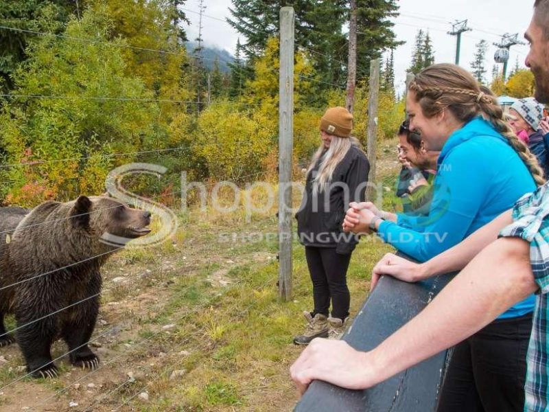 Grizzly bear refuge tour with lunch in Canada - Tour in Banff