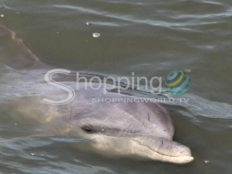 Guided dolphin tour in Hilton Head Island - Tour in  Hilton Head Island