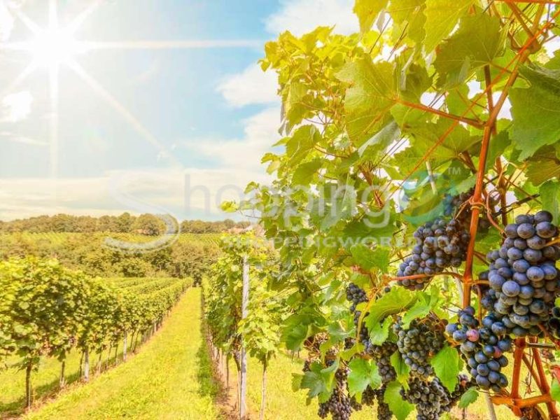 Guided wine tour with picnic lunch in California - Tour in  California