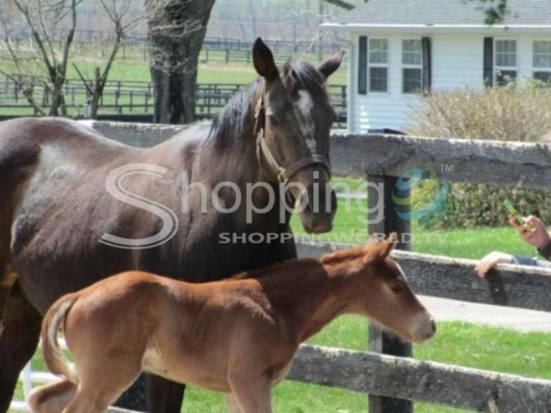 Horse farm tour & keeneland race track visit in Lexington - Tour in  Lexington