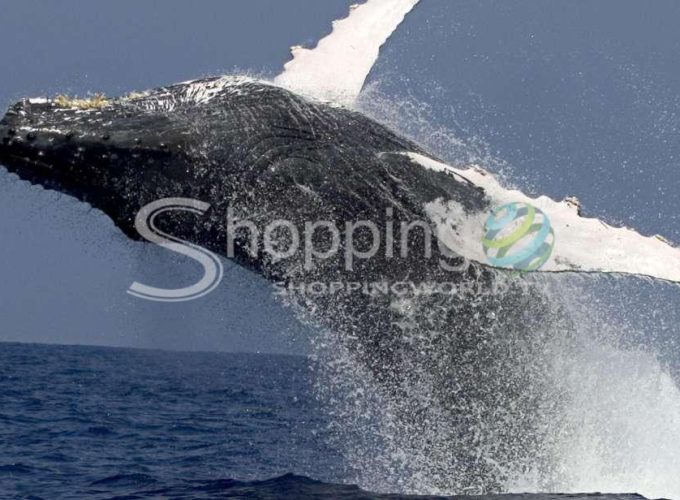 Humpback whale watching adventure cruise in USA - Tour in Hawaii