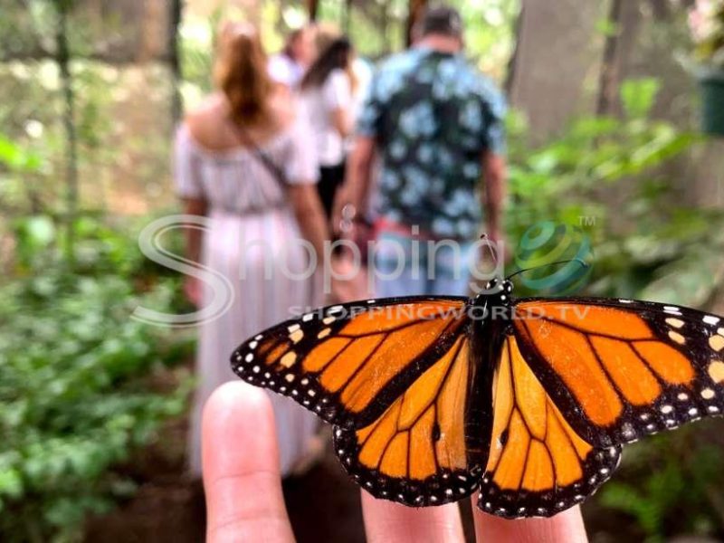 Interactive butterfly farm entrance ticket in Hawaii - Tour in  Hawaii