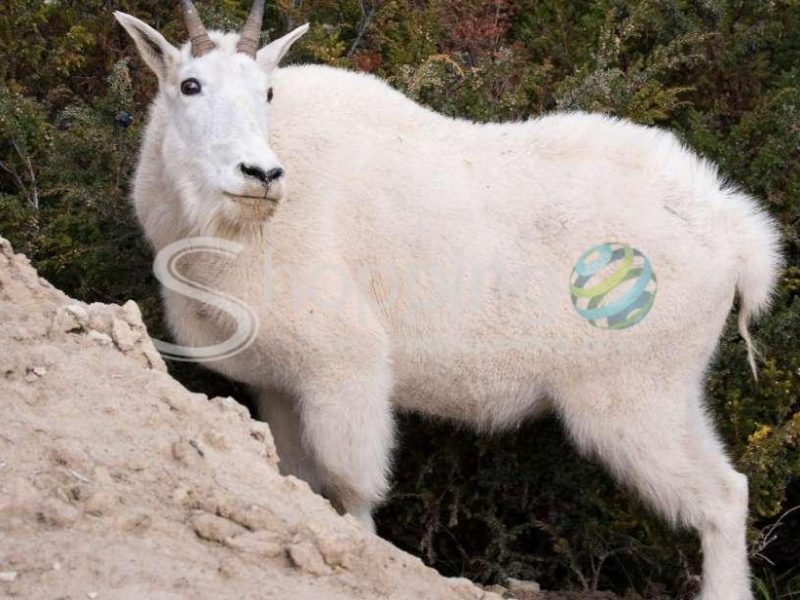Jasper national park wildlife discovery tour in Jasper - Tour in  Jasper