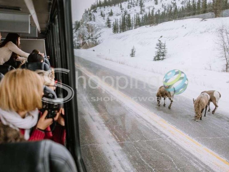 Jasper national park winter wildlife discovery tour in Jasper - Tour in  Jasper