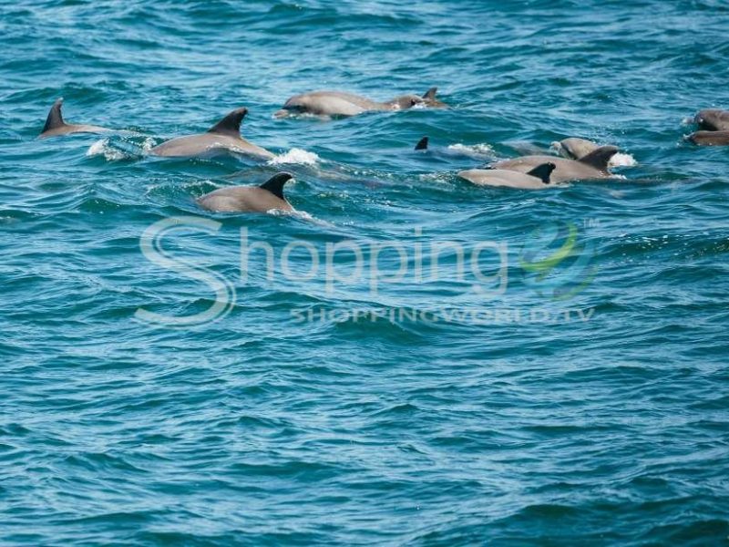Jersey shore whale and dolphin watching cruise in Cape May - Tour in  Cape May