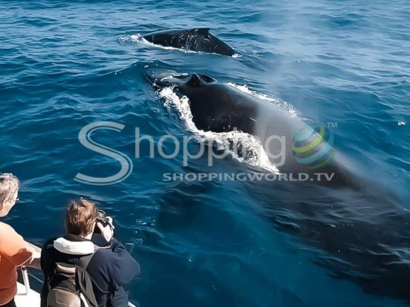 Kalaoa midday whale watching tour in USA - Tour in Hawaii