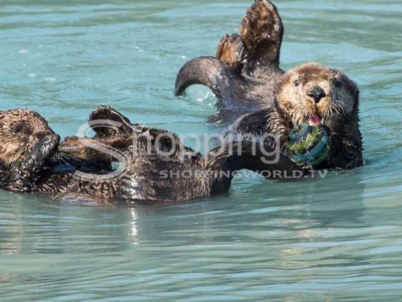 Kenai fjords national park 4 hour wildlife cruise in Anchorage - Tour in  Anchorage