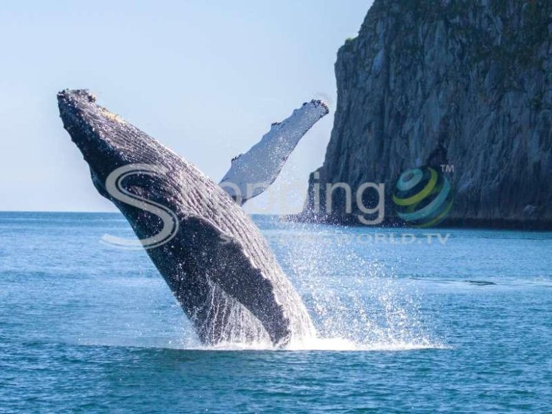Kenai fjords national park 6-hour cruise in USA - Tour in Anchorage
