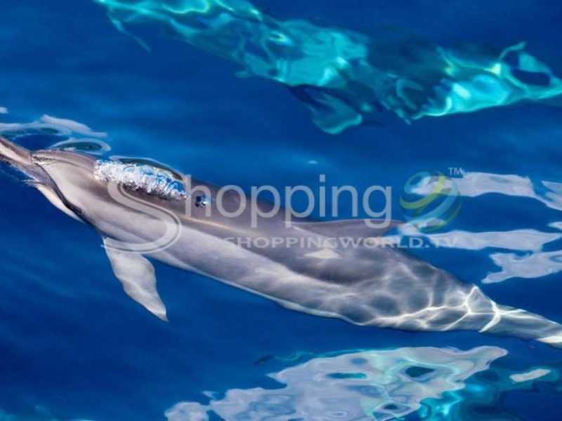 Lanai snorkel & dolphin watch from lahaina harbor in Hawaii - Tour in  Hawaii