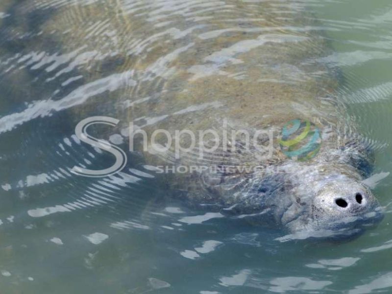 Manatee sightseeing and wildlife boat tour in USA - Tour in Naples
