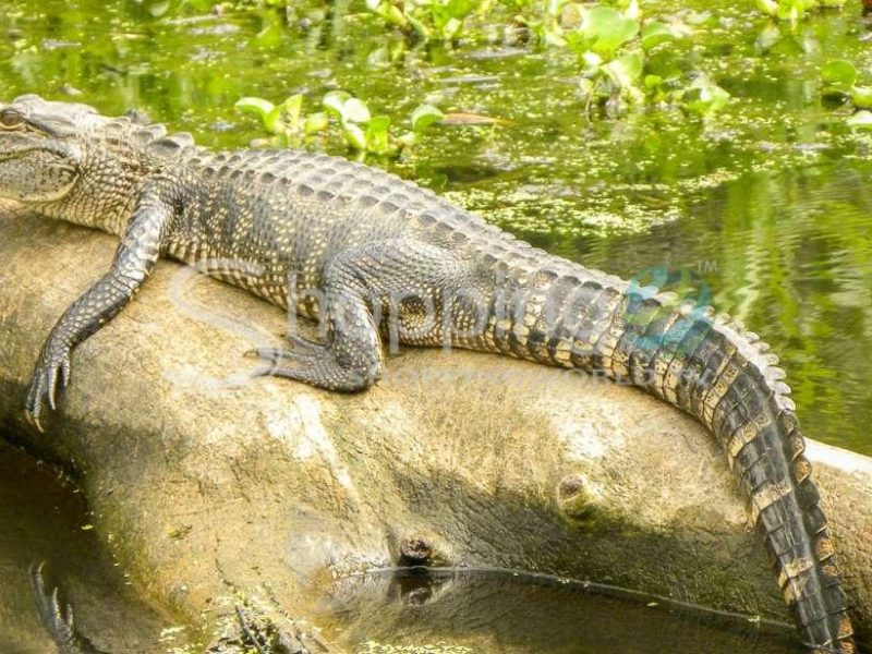 Manchac bayou swamp cruise with optional pickup in New Orleans - Tour in  New Orleans