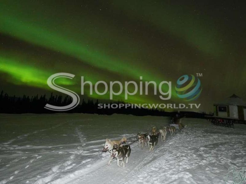 Moonlight dog sled