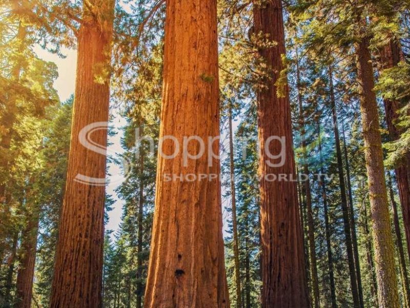 Muir woods guided bus tour in San Francisco - Tour in  San Francisco