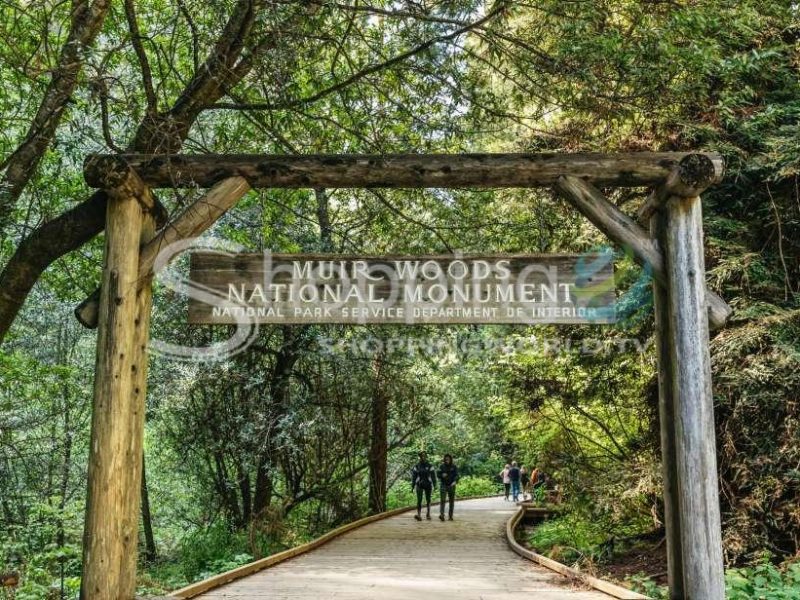 Muir woods national monument guided tour in San Francisco - Tour in  San Francisco