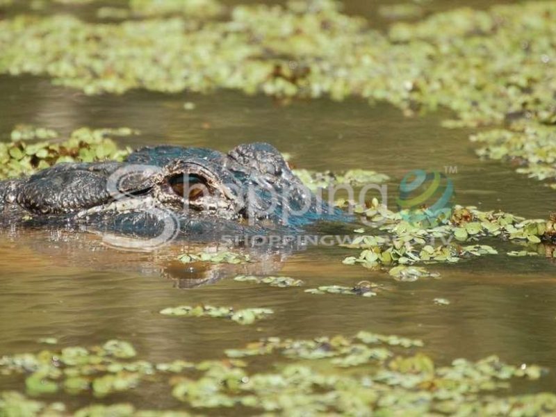 New orleans swamp tour by tour boat in New Orleans - Tour in  New Orleans