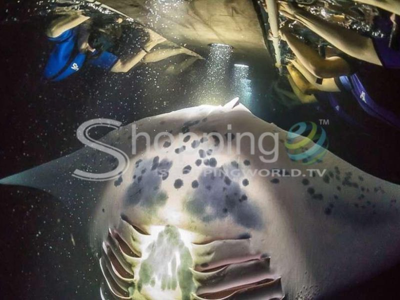 Night swim with manta ray with hot chocolate in USA - Tour in Hawaii