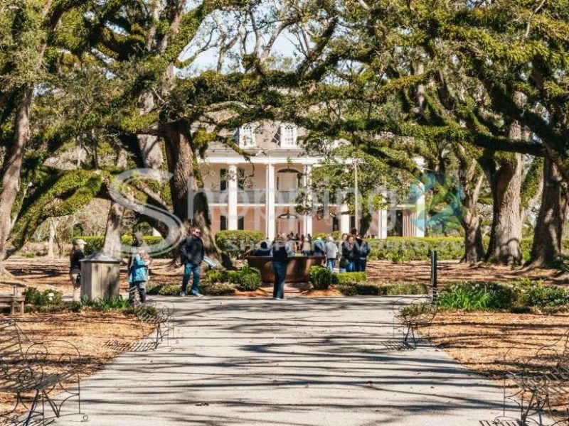 Oak alley plantation & airboat swamp combo tour in New Orleans - Tour in  New Orleans