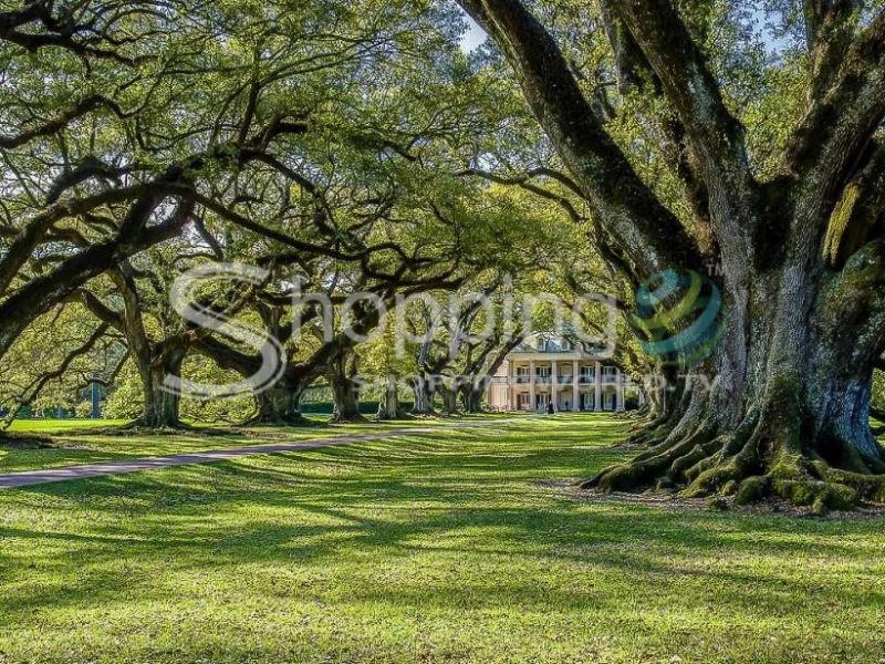 Oak alley plantation & swamp cruise day trip in New Orleans - Tour in  New Orleans
