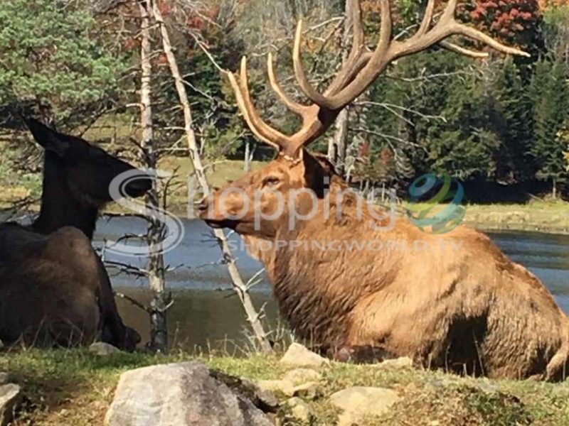 Private day tour to parc omega & montebello lodge in Montreal - Tour in  Montreal