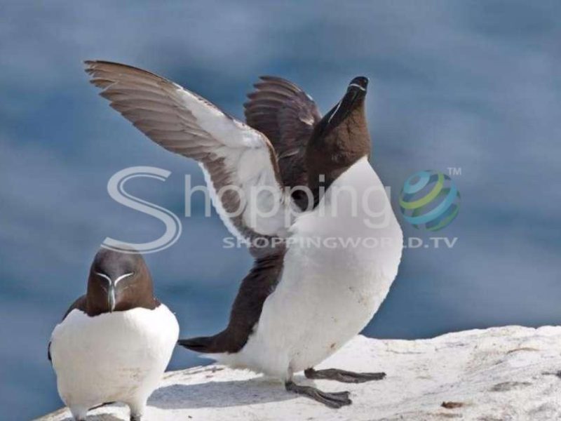 Razorbill penguin observation cruise in Canada - Tour in Québec