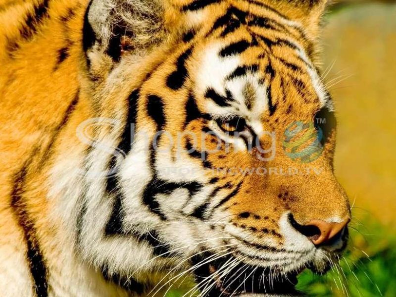 San francisco zoo admission ticket in San Francisco - Tour in  San Francisco