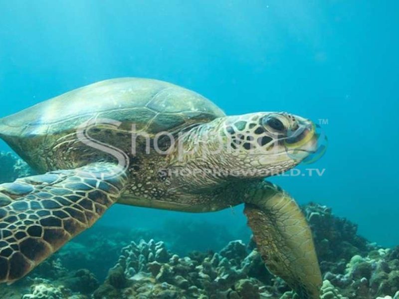 Sea turtle lagoon and black sand beach snorkel in USA - Tour in Hawaii