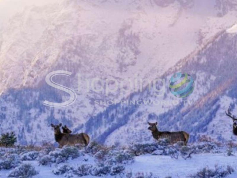 Small group highlights & wildlife in Canada - Tour in Banff