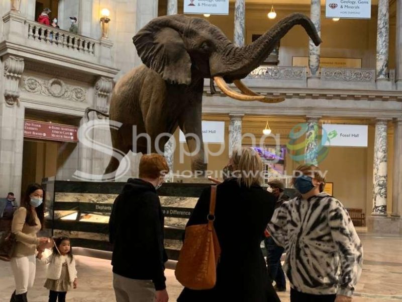 Smithsonian national museum of natural history guided tour in Washington DC - Tour in  Washington DC